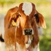 Animals & Farming