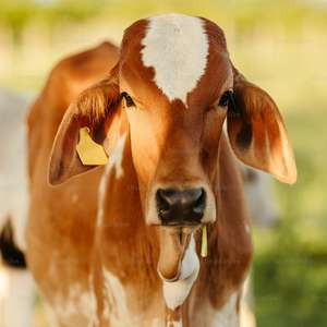 Animals & Farming