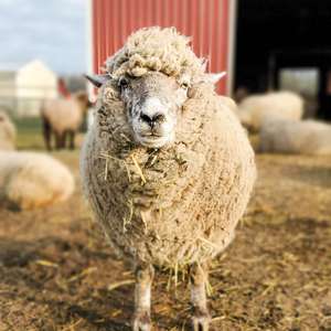 Animals & Farming