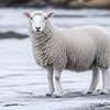 Animals & Farming