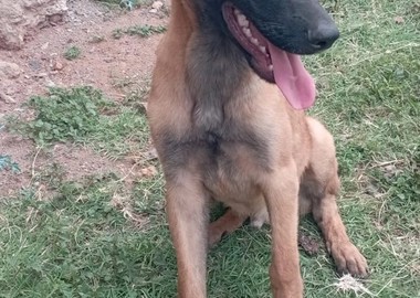 Belgium Malinois