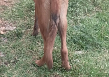 Belgium Malinois