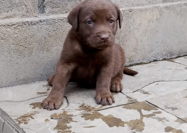 Labrador
