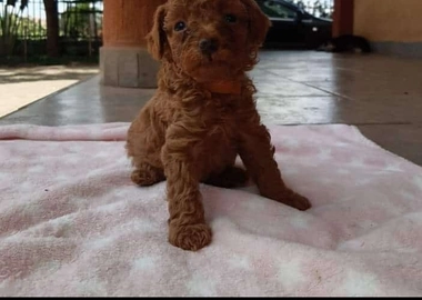 Miniature poodle puppies