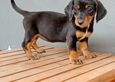Dachshund puppies