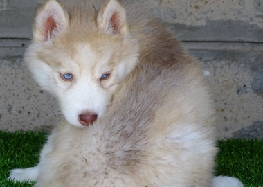 Siberian husky