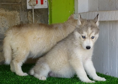 Siberian husky