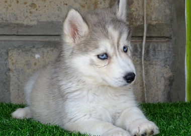 Siberian husky