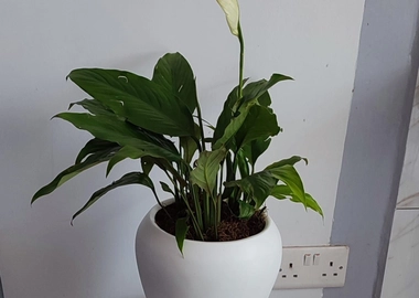 Mini delti fibre pot