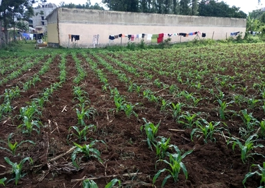 Slightly over quarter acre land