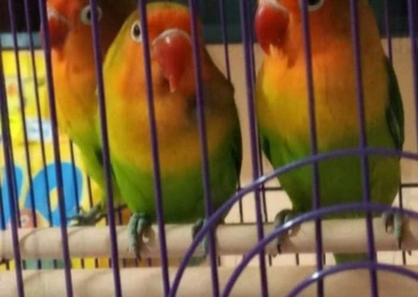 Pair of african parrots