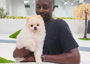 Dog training & services