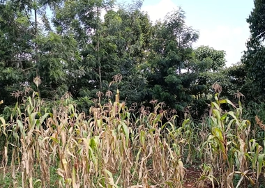 100*100 Kikuyu thamanda