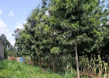 100*100 Kikuyu thamanda