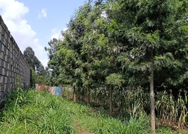 100*100 Kikuyu thamanda