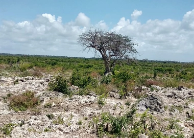 Prime beach plots for sale in malindi