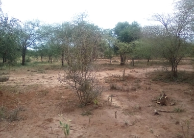 13 Acres of Land For Sale in Ngatataek