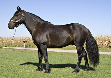 Mustang horse