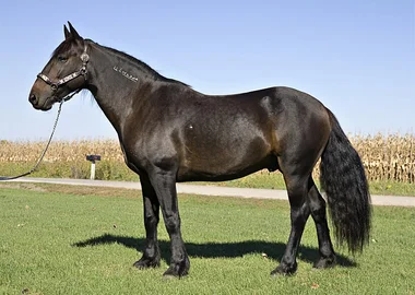 Mustang horse