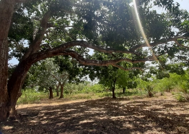1/4 and 1/2 Acre Plots for Sale in Vipingo Kuruwitu