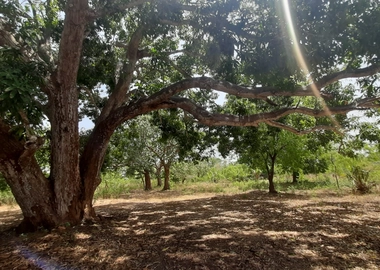 1/4 and 1/2 Acre Plots for Sale in Vipingo Kuruwitu