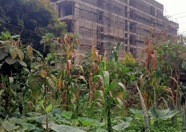 100 by 100 Plot for Sale at Kiamumbi