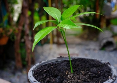 Fruit seedlings