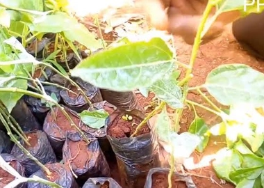 Fruit seedlings