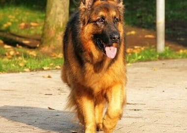Dog training & grooming