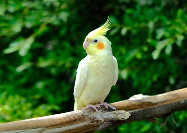 Cockatiel birds