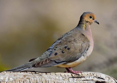 Doves