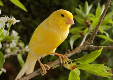 Canaries birds
