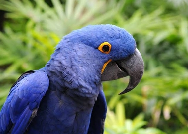 Hyacinth macaws