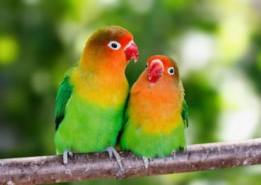 Love birds