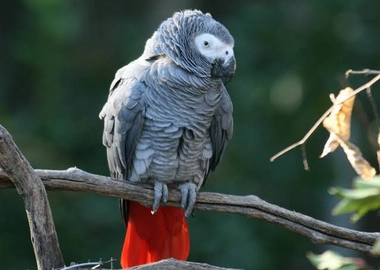 African grey parrots