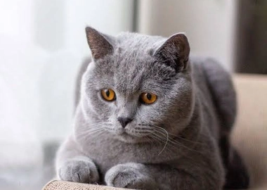 British shorthair