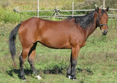 Quarter Horse