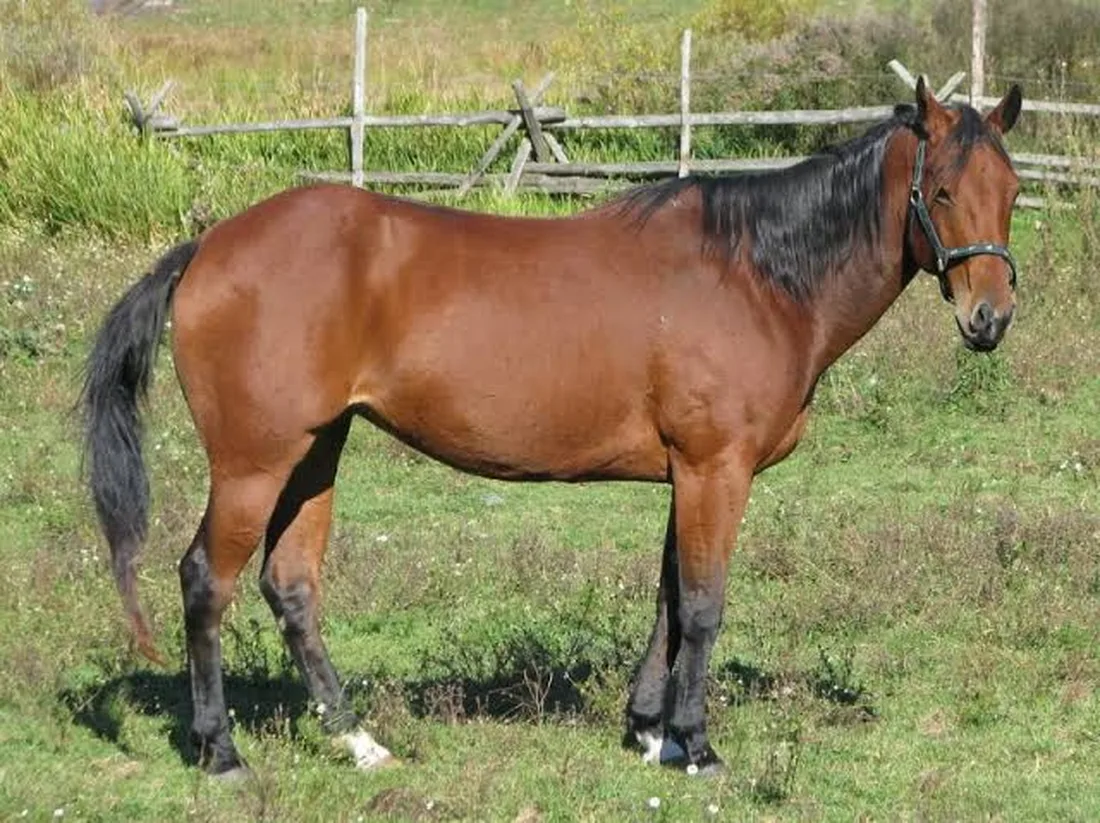 Quarter Horse