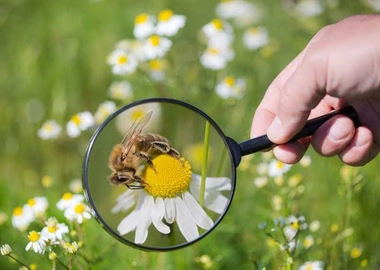 Bee removal service