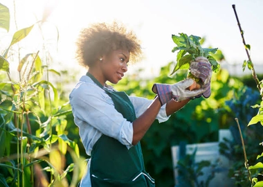 Gardening and landscaping