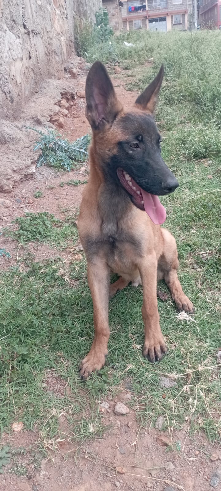 Belgium Malinois