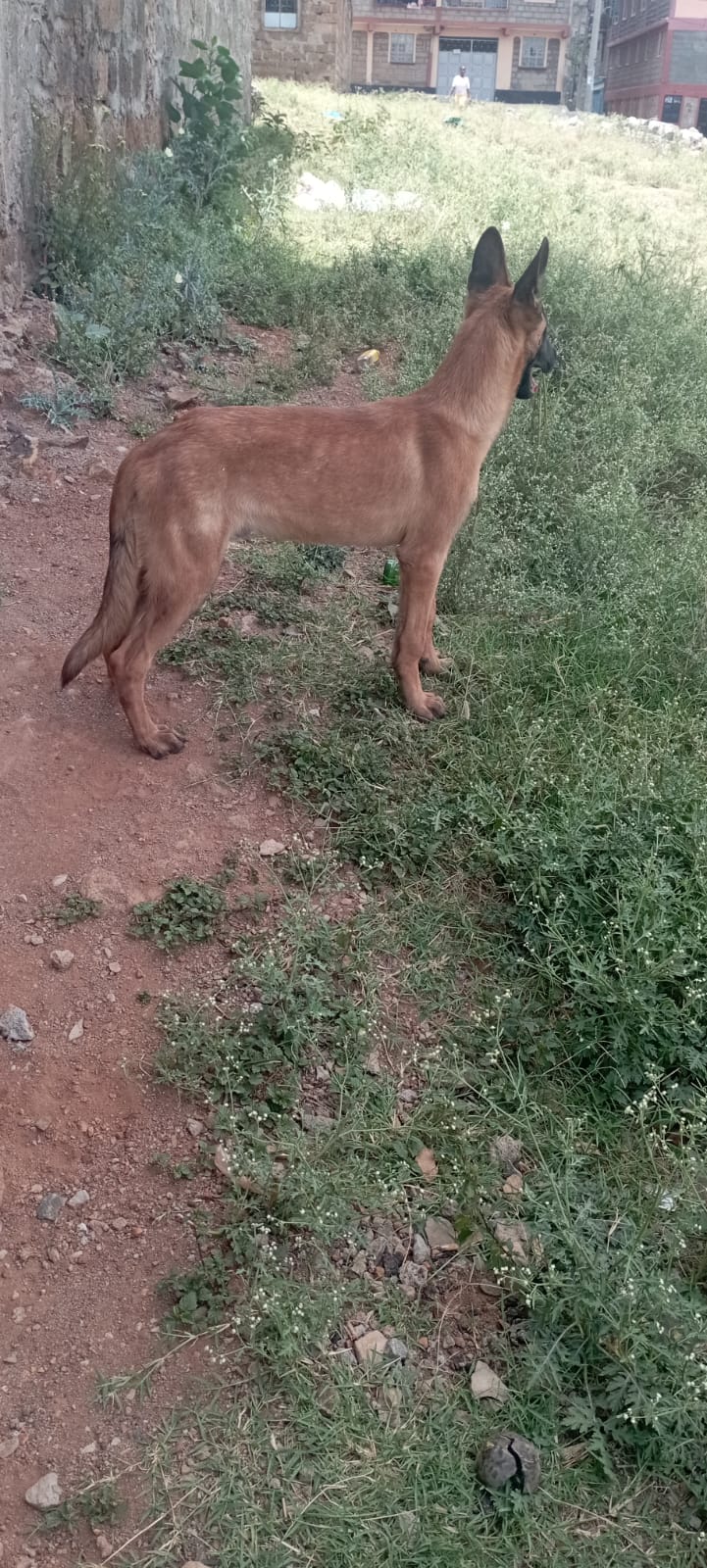 Belgium Malinois