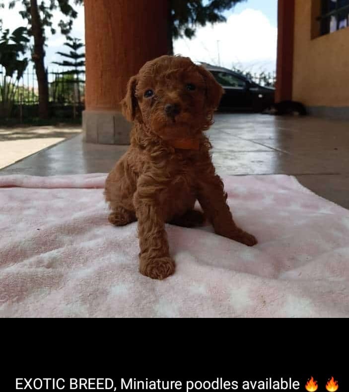 Miniature poodle puppies