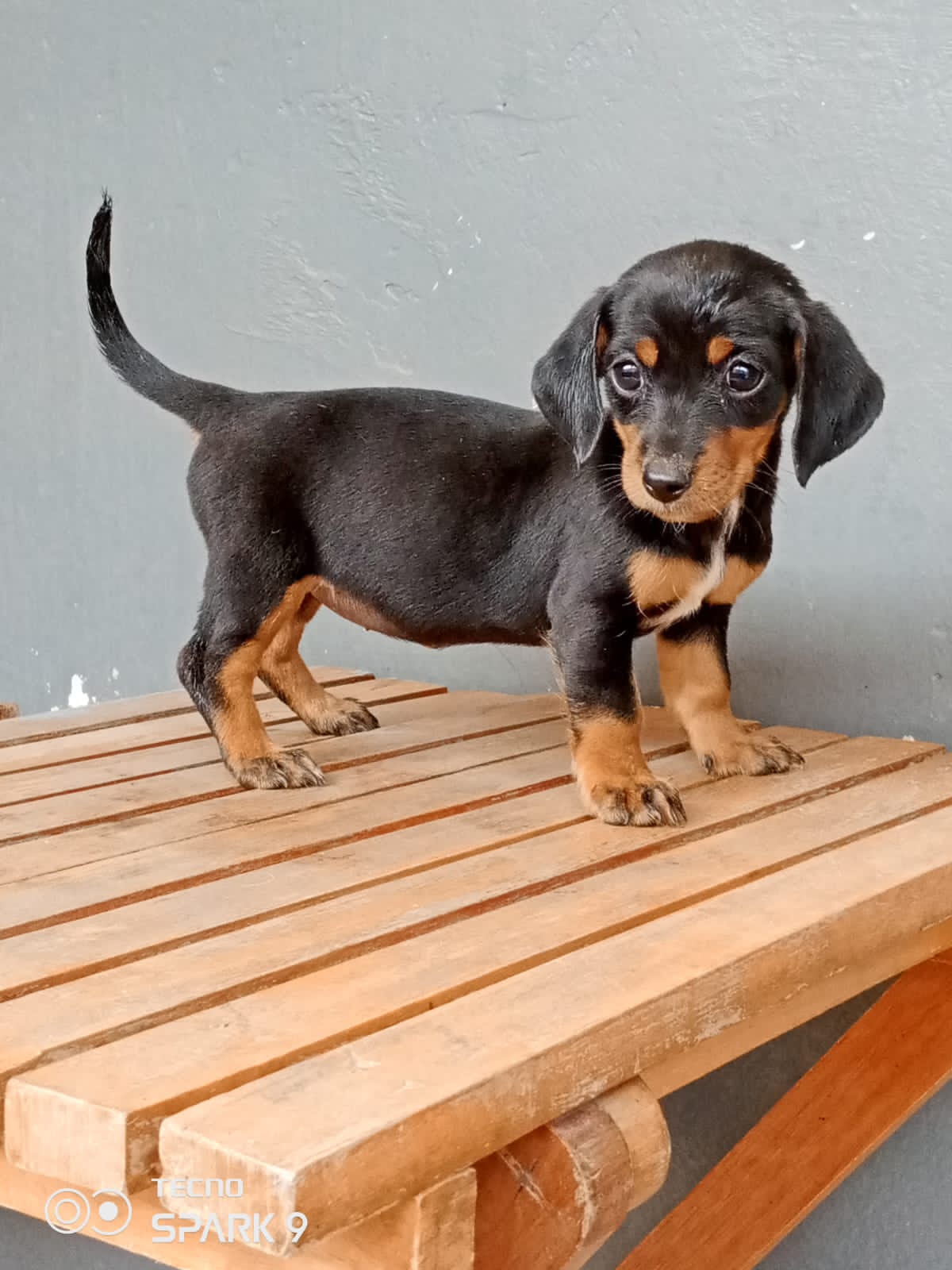 Dachshund puppies