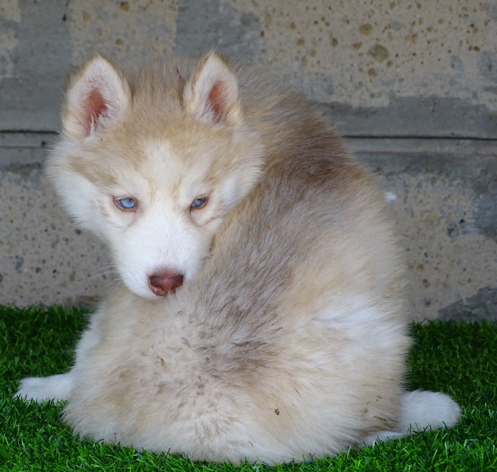 Siberian husky