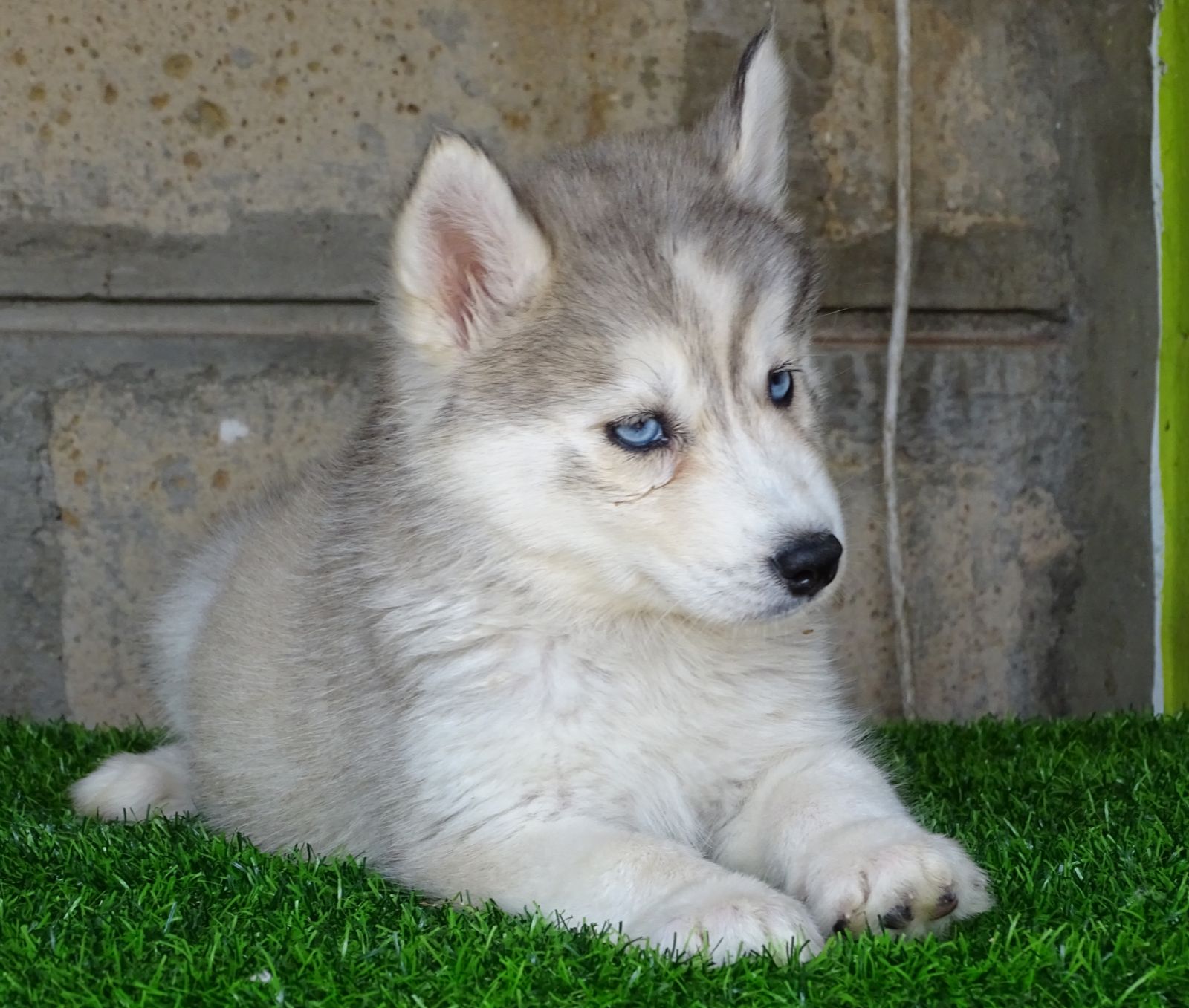 Siberian husky