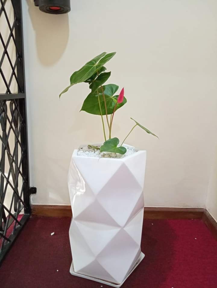 Big diamond fibre pot