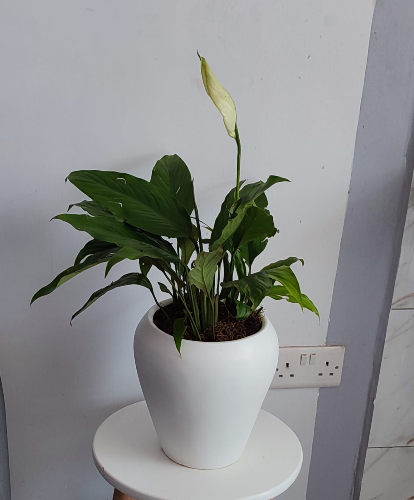 Mini delti fibre pot