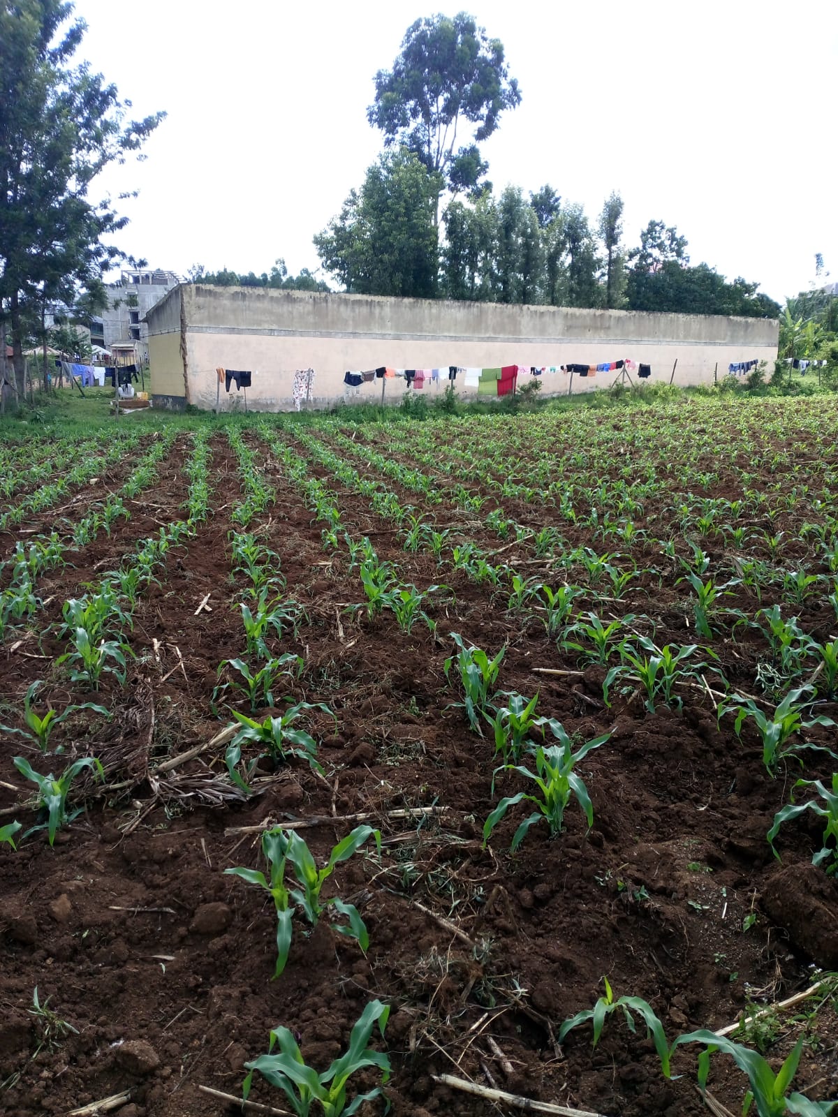 Slightly over quarter acre land
