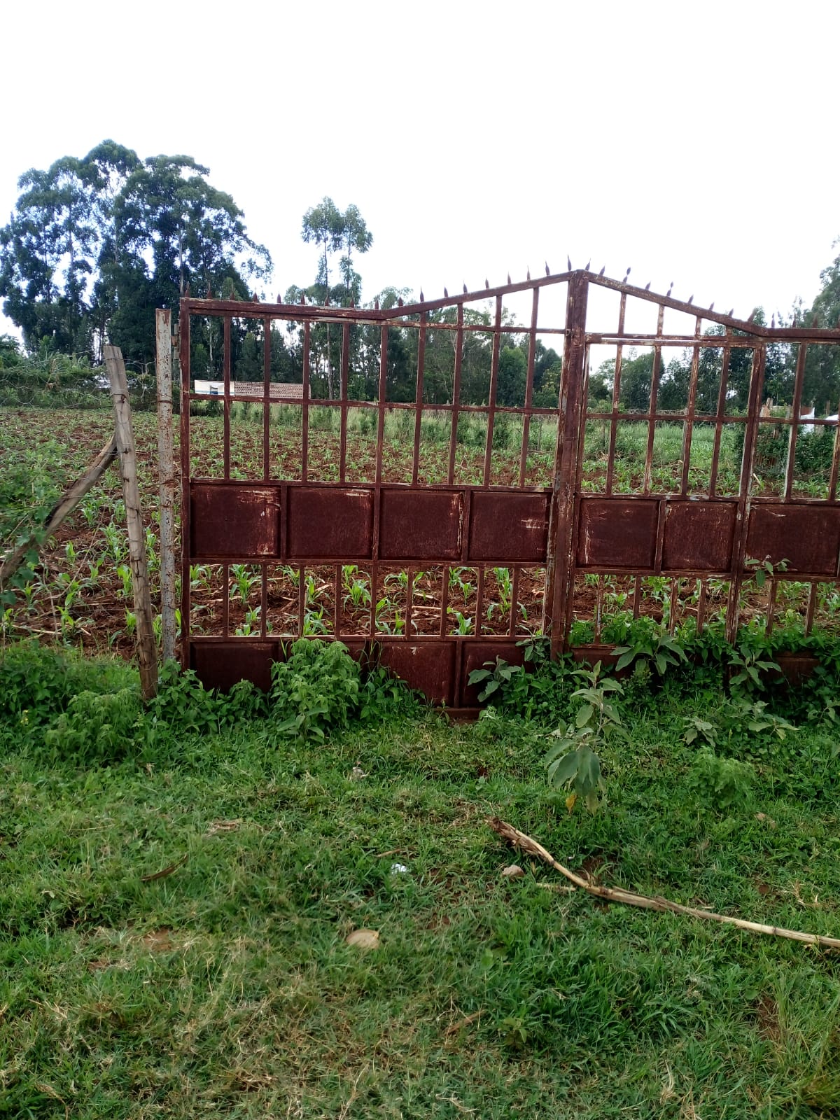 Slightly over quarter acre land